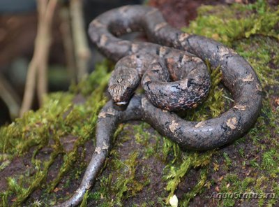 Фото Гадюка ложная обыкновенная Psammodynastes pulverulentus  (photo#120350)