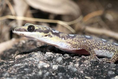 Фото Геккон бархатный вельветовый Oedura monilis  (photo#120365)