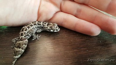 Фото Геккон гадюковый тератолепис Teratolepis fasciata  (photo#120370)