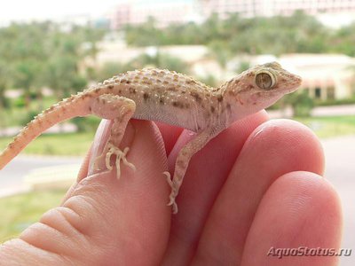 Фото Геккон голопалый египетский Cyrtopodion scabrum  (photo#120372)