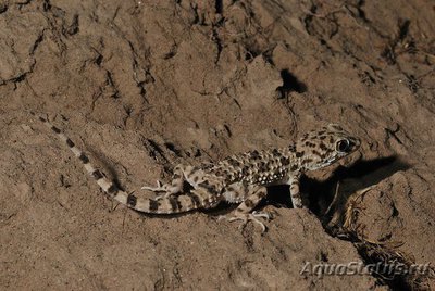 Фото Геккон голопалый каспийский Cyrtopodion caspius  (photo#120374)