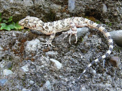 Фото Геккон голопалый каспийский Cyrtopodion caspius  (photo#120375)