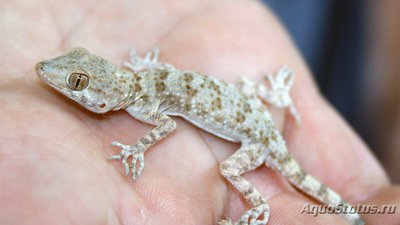 Фото Геккон голопалый туркестанский Cyrtopodion fedtschenkoi  (photo#120379)