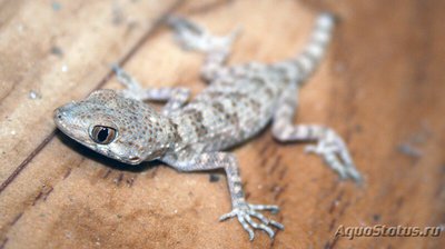 Фото Геккон голопалый туркестанский Cyrtopodion fedtschenkoi  (photo#120380)