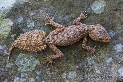 Фото Геккон южнохвостый Phyllurus platurus ​ (photo#120395)