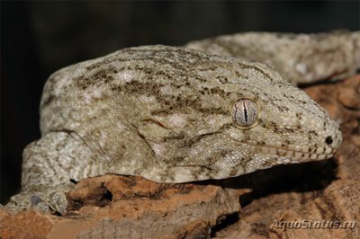 Фото Геккон новокаледонский реснитчатый Rhacodactylus ciliatus  (photo#120429)