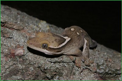 Фото Геккон новокаледонский саразинорум Rhacodactylus sarasinorum  (photo#120430)