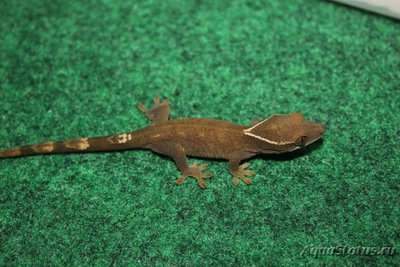 Фото Геккон новокаледонский саразинорум Rhacodactylus sarasinorum  (photo#120431)