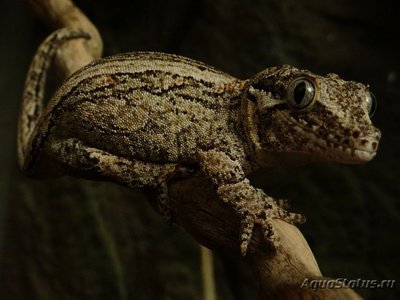 Фото Геккон новокаледонский ушастый Rhacodactylus auriculatus  (photo#120432)