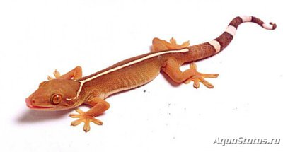 Геккон полосатый (виттатус) (Gekko vittatus Striped gecko)