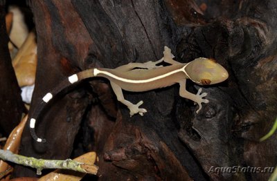 Фото Геккон полосатый виттатус Gekko vittatus Striped gecko  (photo#120447)