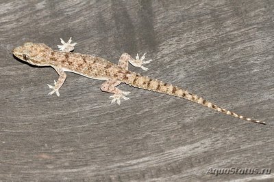 Фото Геккон полупалый Брука Hemidactylus brookii Bahded Velvet Gecko  (photo#120448)