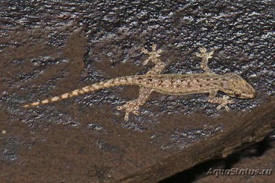 Фото Геккон полупалый Брука Hemidactylus brookii Bahded Velvet Gecko  (photo#120449)