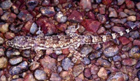 Фото Геккон полупалый мабуя Hemidactylus mabouia  (photo#120460)