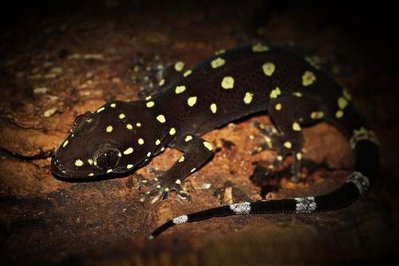 Фото Геккон Полупалый Прашади Hemidactylus prashadi  (photo#120463)