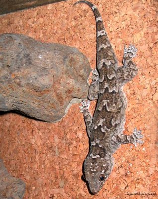 Фото Геккон Полупалый Триедурус Hemidactylus triedurus  (photo#120465)