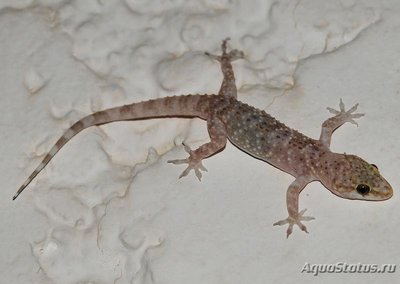 Фото Геккон полупалый турецкий Hemidactylus turcicus Bahded Velvet Gecko  (photo#120466)