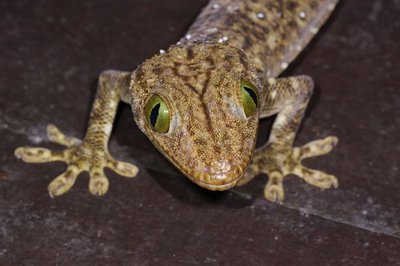 Фото Геккон Смита Gekko smithii  (photo#120508)