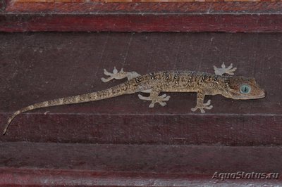 Фото Геккон Смита Gekko smithii  (photo#120509)