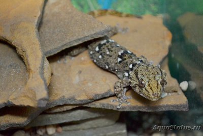 Фото Геккон стенной кольчатый Tarentola annularis  (photo#120511)