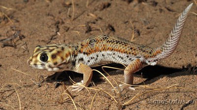 Фото Геккон сцинковый обыкновенный Teratoscincus scincus  (photo#120578)