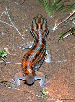 Фото Геккон сцинковый Бедряги Teratoscincus bedriagai  (photo#120582)