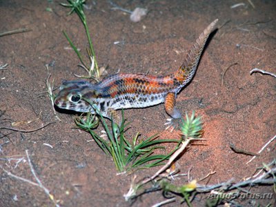 Фото Геккон сцинковый Бедряги Teratoscincus bedriagai  (photo#120583)