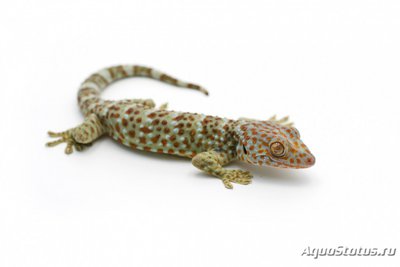 Фото Геккон токи Gekko gecko Tokey  (photo#120591)