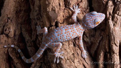 Фото Геккон токи Gekko gecko Tokey  (photo#120592)