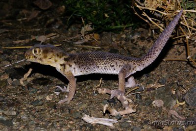 Фото Геккон сцинковый мелкочешуйный Teratoscincus microlepis  (photo#120593)