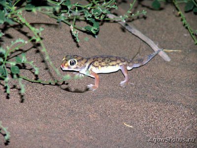 Фото Геккон сцинковый мелкочешуйный Teratoscincus microlepis  (photo#120594)