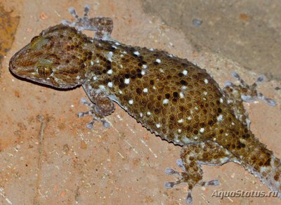 Геккон толстопалый Тюрнера (Pachydactylus turneri Turner’s Thick-toed Gecko)