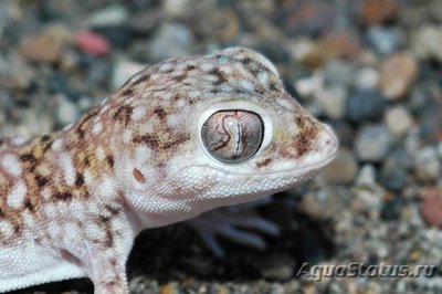 Фото Геккон узкопалый стенодактилюс обыкновенный Stenodactylus sthenodactylus  (photo#120601)