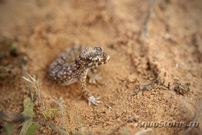 Фото Геккон узкопалый стенодактилюс обыкновенный Stenodactylus sthenodactylus  (photo#120602)