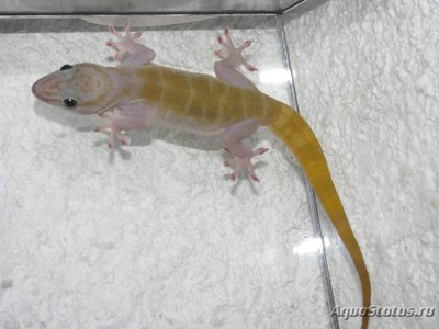 Фото Геккон Уликовского золотистый Gekko ulikovskii =Gekko auratus Golden Gecko  (photo#120603)