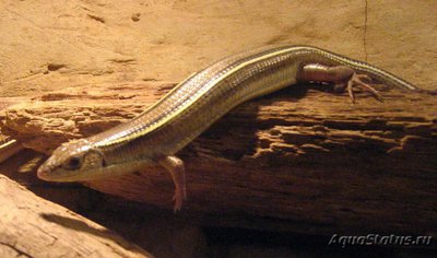 Фото Геррозавр желтогорлый Gerrhosaurus flavigularis Great Plated Lizard  (photo#120609)