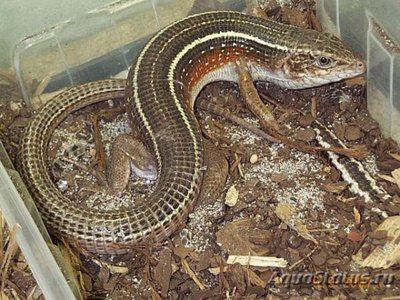 Геррозавр чернополосый (Gerrhosaurus nigrolineatus Black-lined Plated Lizard)