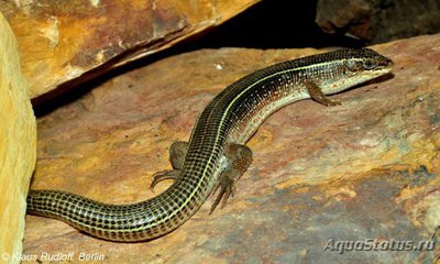 Геррозавр чернополосый (Gerrhosaurus nigrolineatus Black-lined Plated Lizard)