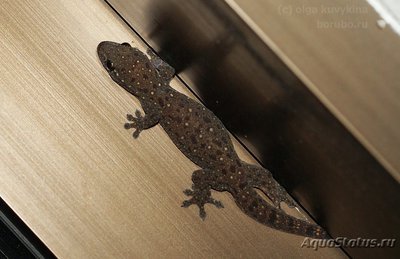 Фото Гехира изменчивая Gehyra mutilata  (photo#120619)