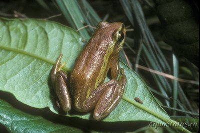 Фото Гиперолиус группы пиктус Hyperolius cf. pictus  (photo#120645)