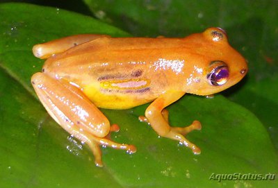 Фото Гиперолиус пунктикулятус Hyperolius puncticulatus  (photo#120647)