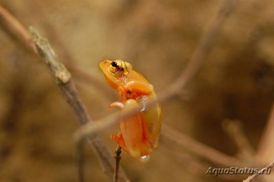 Фото Гиперолиус пунктикулятус Hyperolius puncticulatus  (photo#120648)