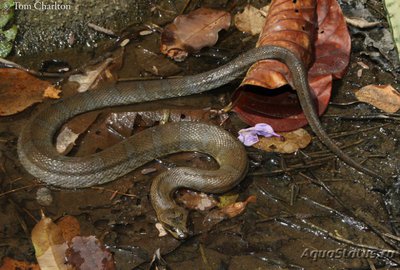 Фото Гомалопсис Homalopsis buccata  (photo#120661)