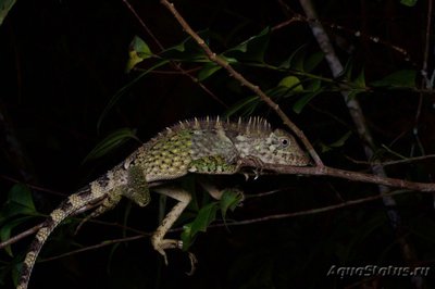 Фото Гоноцефал Белла Gonocephalus belii  (photo#120705)