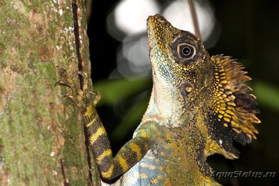 Фото Гоноцефал большой Gonocephalus grandis  (photo#120706)