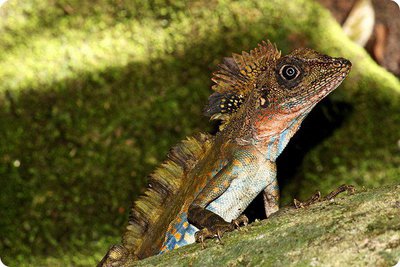 Фото Гоноцефал большой Gonocephalus grandis  (photo#120707)