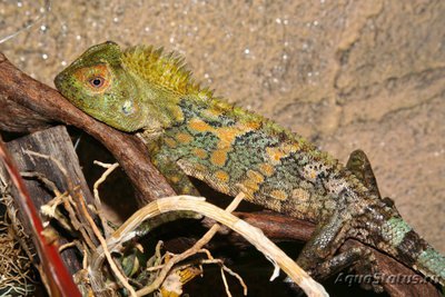 Фото Гоноцефал хамелеоновый Gonocephalus chamaeleontinus  (photo#120710)