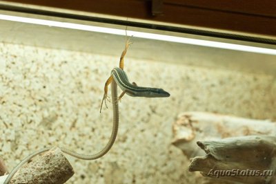 Фото Долгохвостка шестиполосая Tachydromus sexlineatus Long tail skink  (photo#120725)