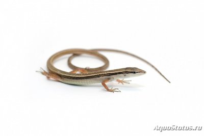 Фото Долгохвостка шестиполосая Tachydromus sexlineatus Long tail skink  (photo#120726)