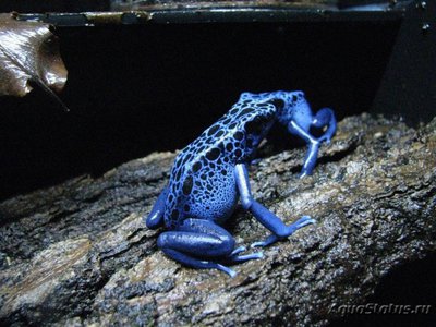 Фото Древолаз голубой Dendrobates azureus  (photo#120735)